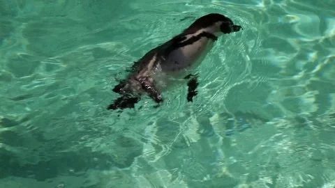 The rapid movement of the penguins Stock Footage 75038212