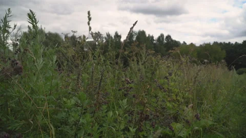 Rapid movement through the field of grass Stock Footage 113315616