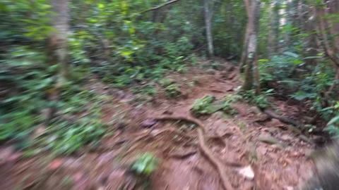Rapid movement through a jungle of Mauritius Видео 147521145