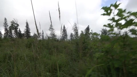 Rapid movement through slightly high vegetation from the edge of the fir for Stock Footage 145663403