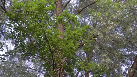 Rapid movement under the shade of trees Stock Footage 135478937