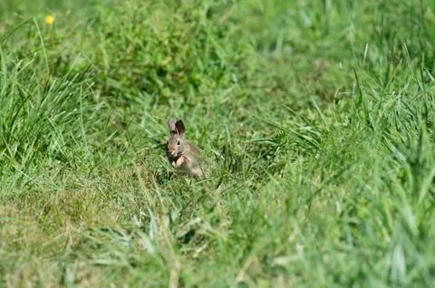 Rapid rabbit Stock Photos