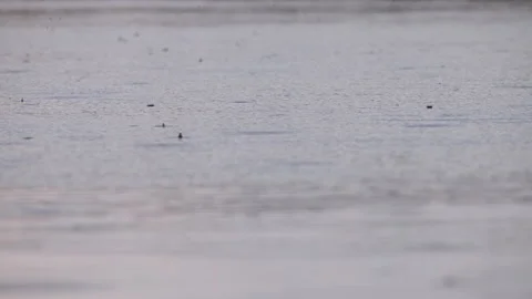 Rapid rainfall falls downward, creating small circles throughout the body of Stock Footage 171850539