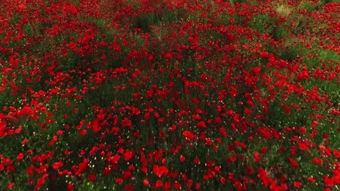 Rapid reverse motion aerial shot over heap of amazing blooming red flower plant Stock Footage 111391653