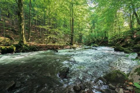 Rapid river in the ancient beech forest Foto stock