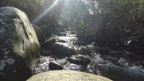 Rapid river flow in the middle of the forest Video stock 148281673