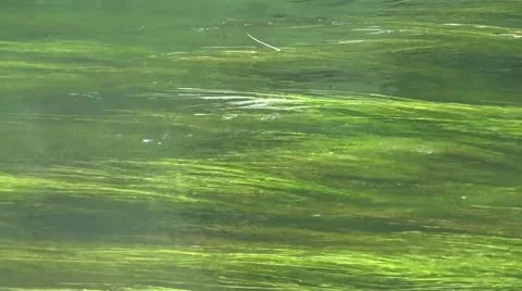 Rapid river, visible green algae Stock Footage 40203837