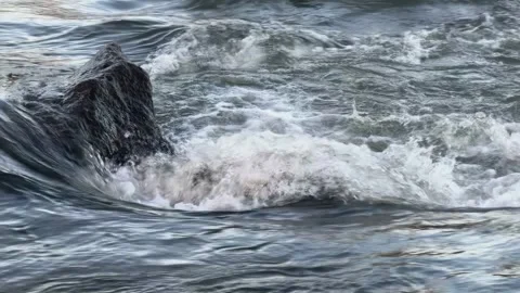 Rapid River Water Flows Around a Dark Rock, Creating Whitewater and Foam, i.. Stock Footage 301002521