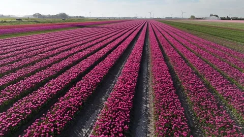 Rapid side sweep above patterned tulip landscape 스톡 동영상 336383286