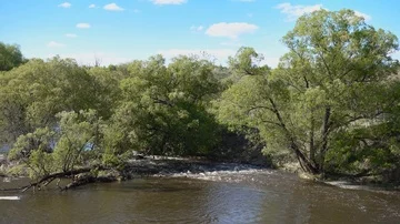 Rapid spring river with willow trees at riverside Stock Footage 86017860