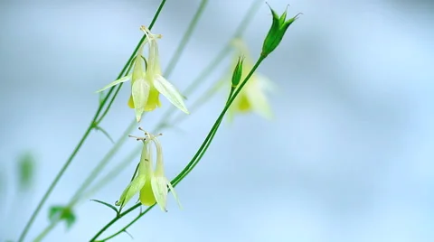 Rapid stream and flowers. Stock Footage 40389085