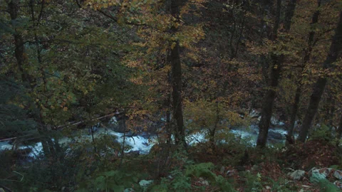 Rapid stream flows through autumn forest. forested caucasian mountains covered Stock Footage 204048799