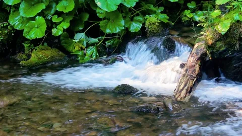 Rapid stream in green forest Stock Footage 130123652