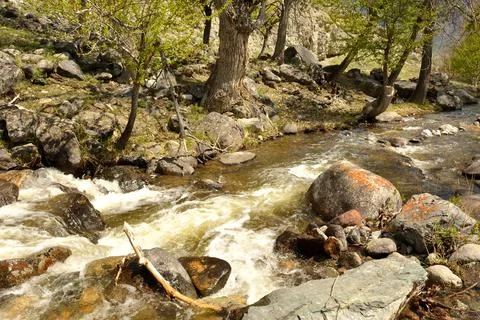 The rapid stream of a mountain river flowing through the spring forest, ben.. Stock Photos