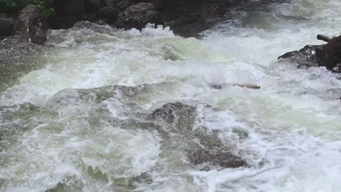 Rapid stream of a mountain river. Stock Footage 98590165