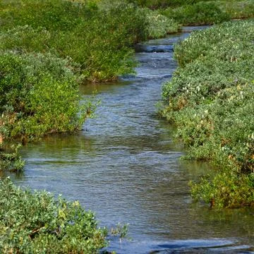 Rapid stream of a mountain river Stock Photos