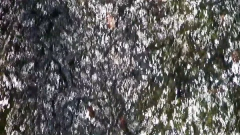 Rapid stream of a mountain stream Stock Footage 153542964