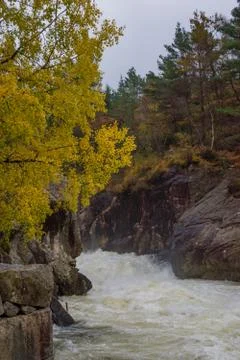Rapid stream river yellow tree fall Foto stock