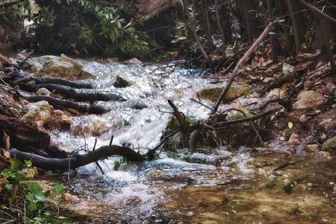A rapid stream running through a forest with trees on the banks Stock Photos