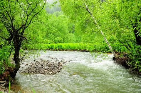 The rapid stream of a stormy shallow river flows through the morning summer f Stock Photos