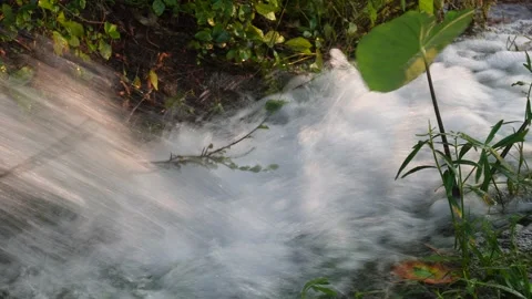 Rapid Stream Through Lush Green Vegetation Stock-Footage 326159222