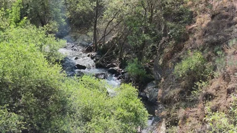 Rapid stream winds through dense, sunlit forest Stock Footage 341775981