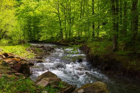 Rapid water stream in the beech forest Stock Photos