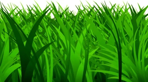 Rapidly growing spring grass Stock Footage 36248349