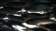Rapidly Moving School Of Fish In Dark Water. Stock Footage