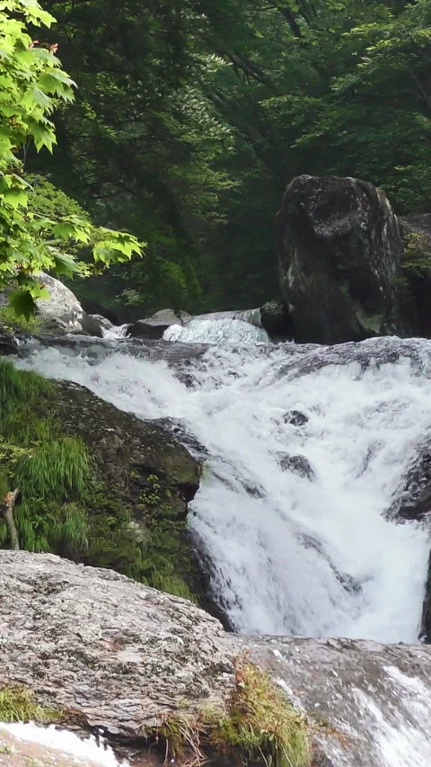Rapids Below Large Boulder in Green Gorge Vertical Video Vidéo 346192004