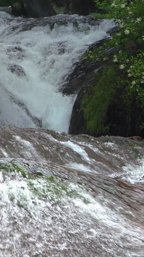 Rapids Beside White Flowers and Mossy Rock Vertical Video Stock Footage 346191984