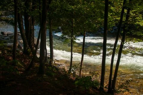 Rapids flow down a river seen through trees on the shoreline Stock Photos