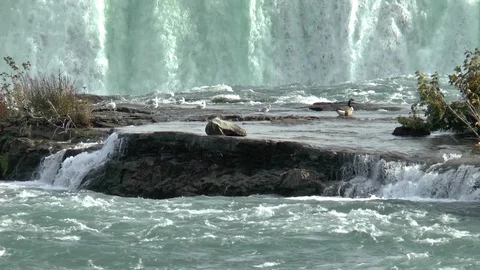Rapids Horseshoe Falls Canada Stock Footage 121758111