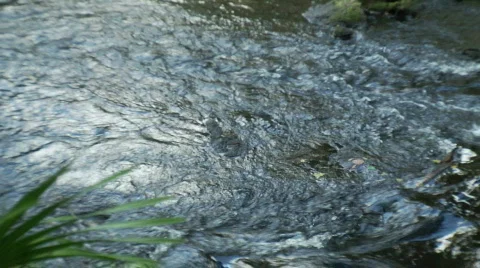 Rapids with Palm Stock Footage 533123