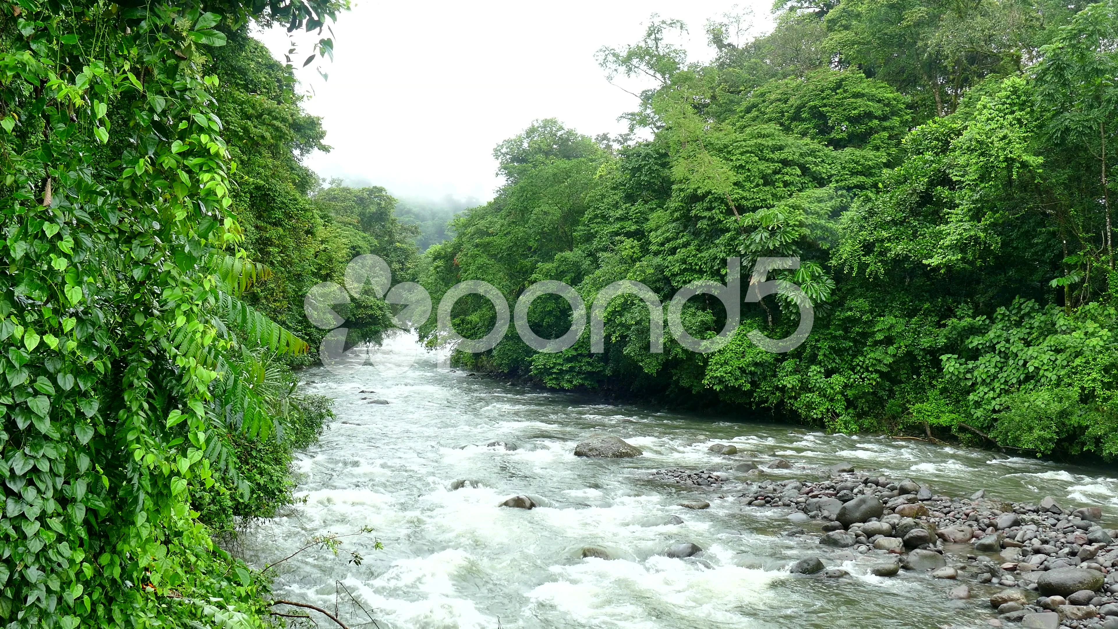 https://images.pond5.com/rapids-river-rain-nature-jungle-footage-053893014_prevstill.jpeg