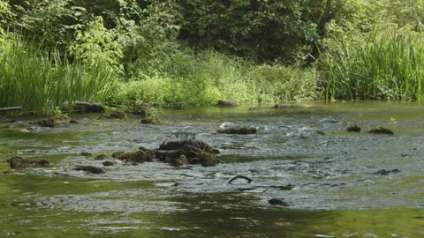 Rapids of shallow river in tree shadow 4k video Stock Footage 206211171