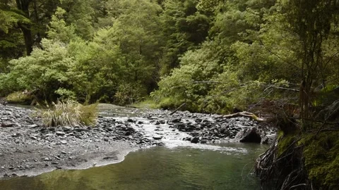 Rapids on a small mountain stream in dense rainforest, New Zealand. Stock Footage 133281430