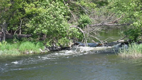 Rapids on a small river. Kalitva River, Rostov Region, Russia Stock Footage 297621538