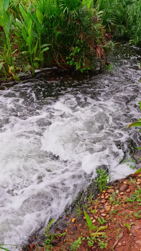 The rapids of the stream swirl among lush green plants Stock Footage 340485855