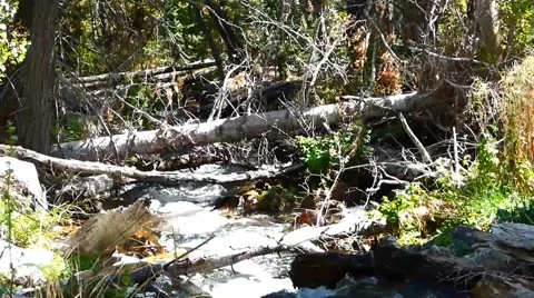 Rapids Stream Under Fallen Trees Видео 43009186