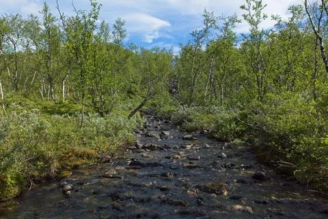 Rapids in summer. Stock Photos