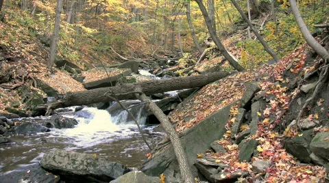 Rapids winding through autumn forest Stock Footage 272610