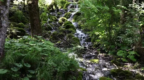 Rapids in the woods Stock Footage 27798386