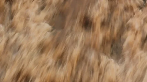 The rapids of the the Yellow River water Stock Footage 39301818