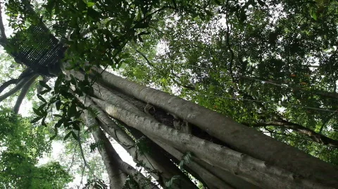 Rappelling down a Banyan Tree Stock-Footage 664302