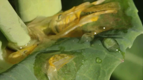 Raps Blüte in Blattachsel verblüht / Rapeseed Flower withered in leaf axil Stock Footage 274054591