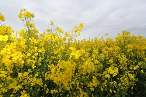 Raps Feld Stock Photos