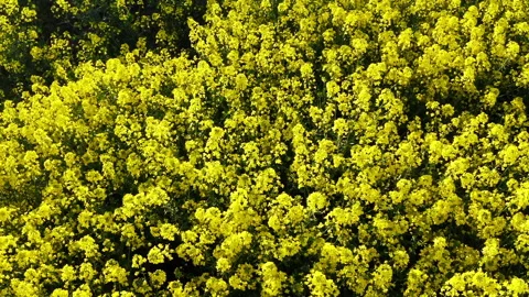 Raps field Stock Footage 152922636