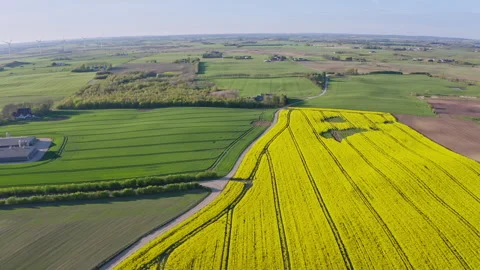 Raps field Stock Footage 152922655