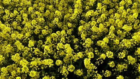 Raps field Stock Footage 152922697